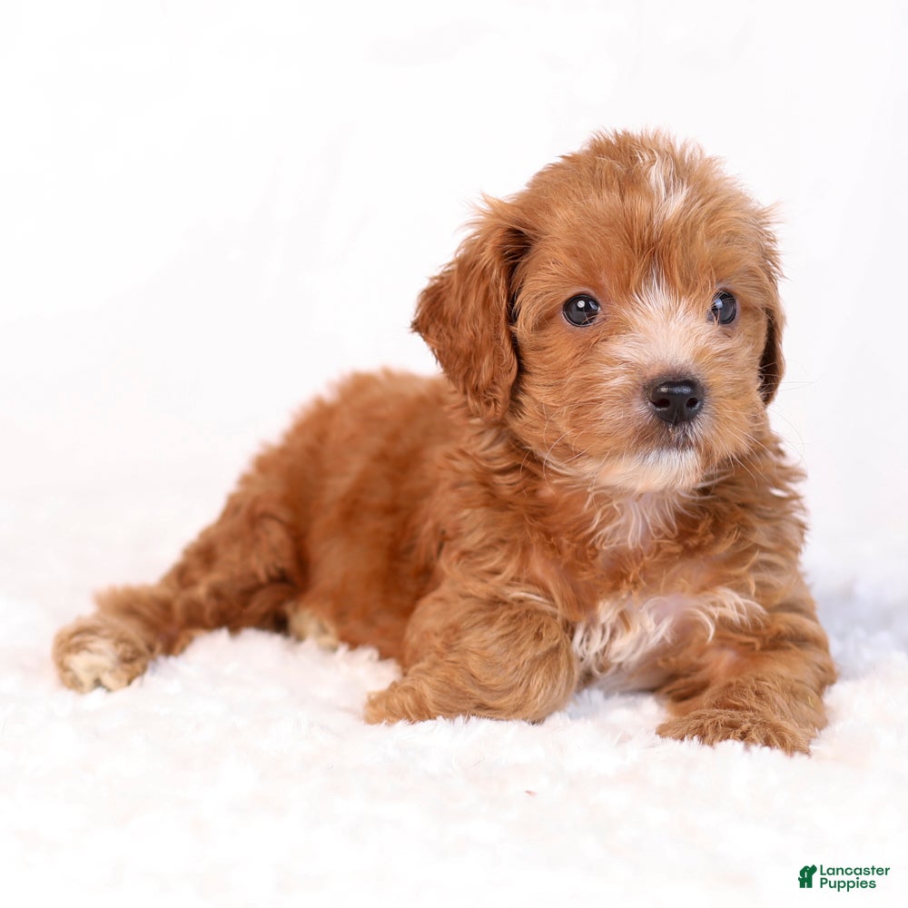 Mini Goldendoodle dogs Kipper - Ad 2