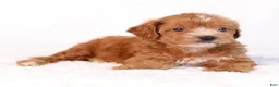 Mini Goldendoodle dogs for sale: Kipper - Ad 2