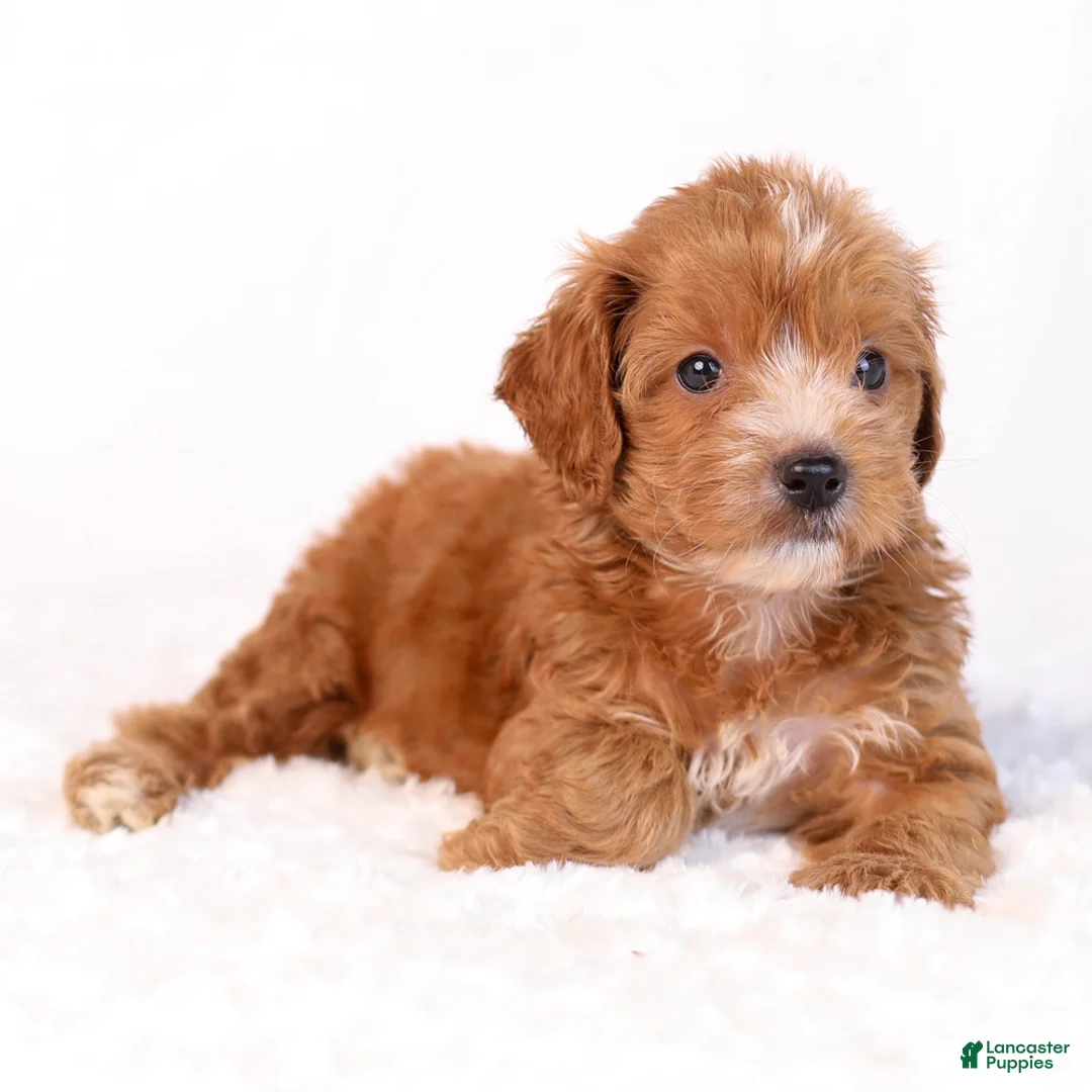 Mini Goldendoodle dogs for sale: Kipper - Ad 2