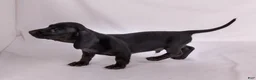 Miniature Dachshund dogs for sale: Paul - Ad 3