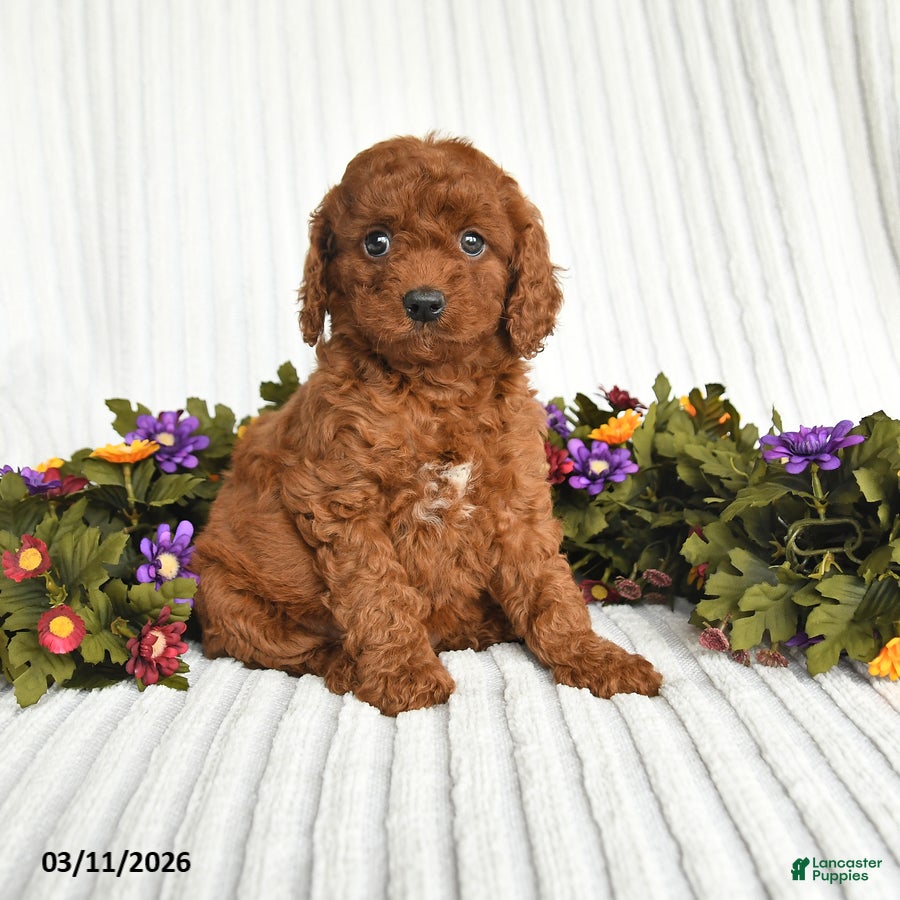 Mixed Breed dogs Penny - Ad 1