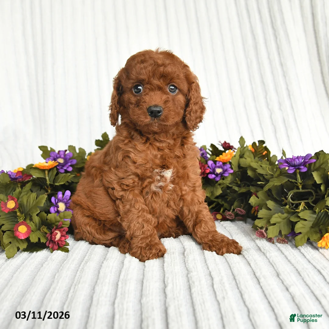 Mixed Breed dogs for sale: Penny - Ad 1