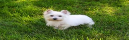 West Highland Terrier dogs for sale: Caroline - Ad 3