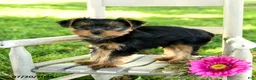 Yorkshire Terrier dogs for sale: Michael - Ad 4