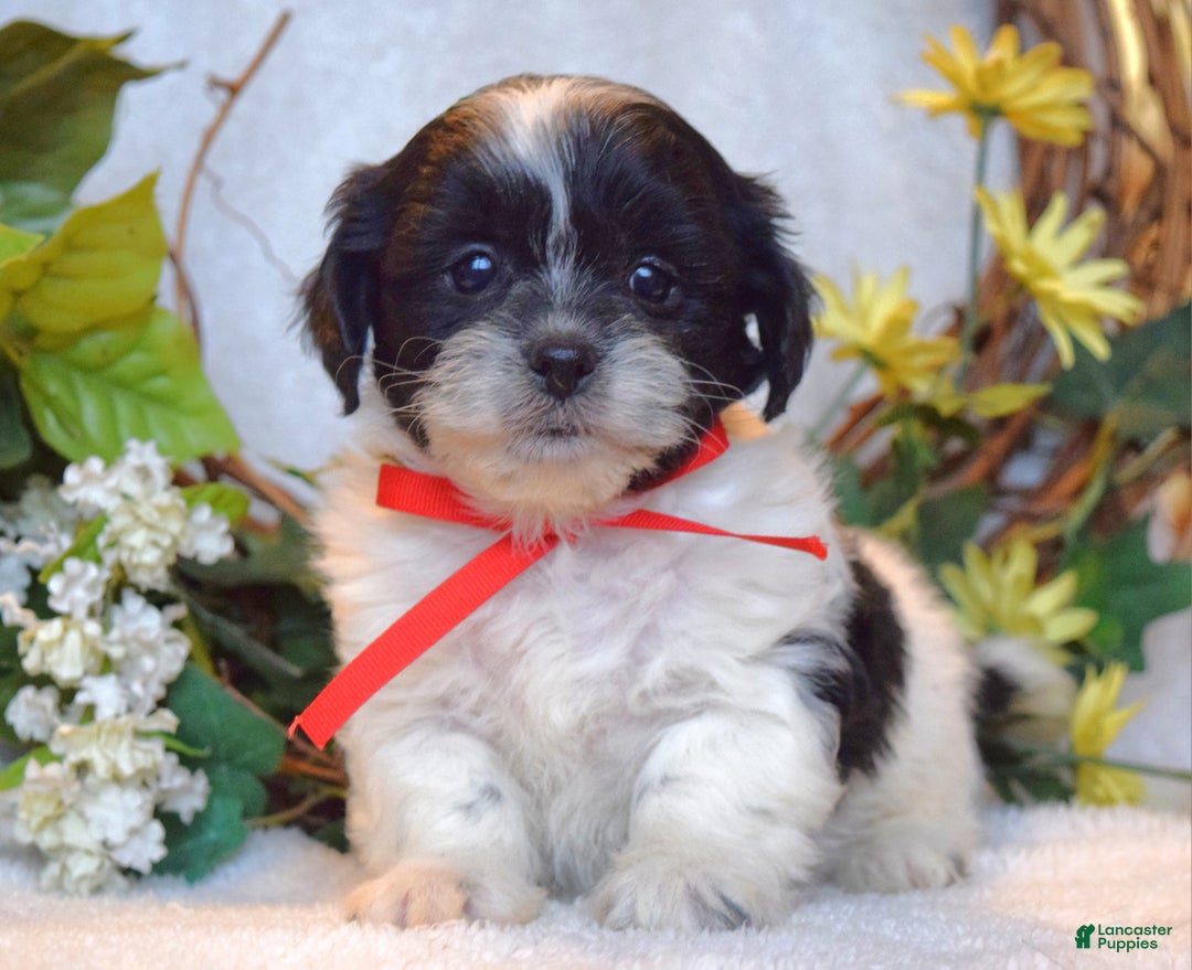 Teddy Bear dogs for sale: Bailey - Ad 3