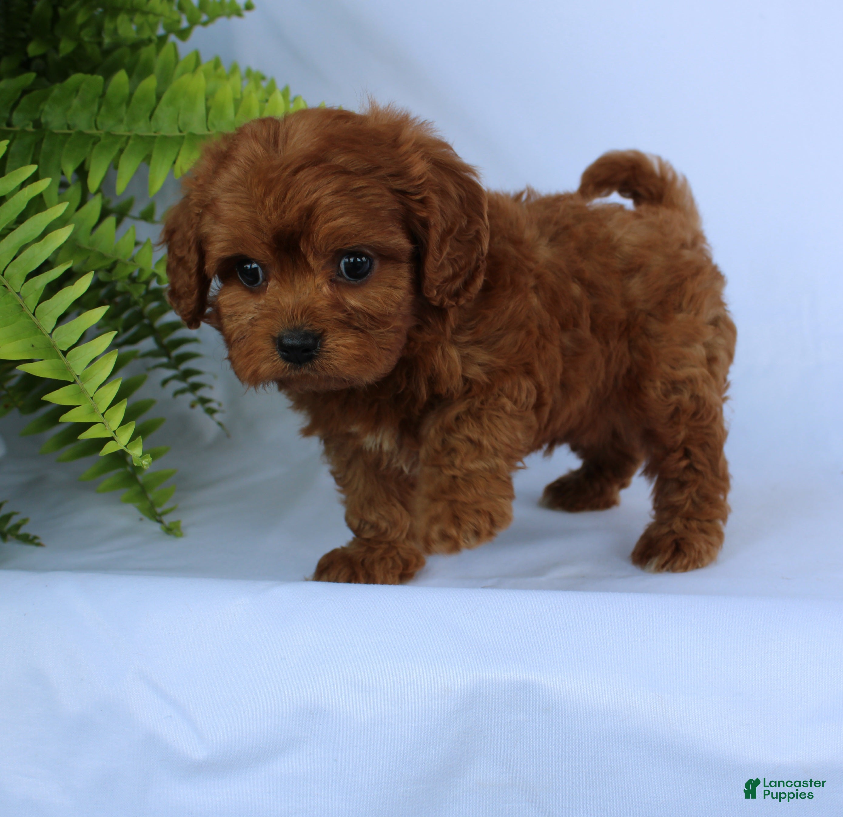 Cavapoo dogs for sale: Max - Ad 2