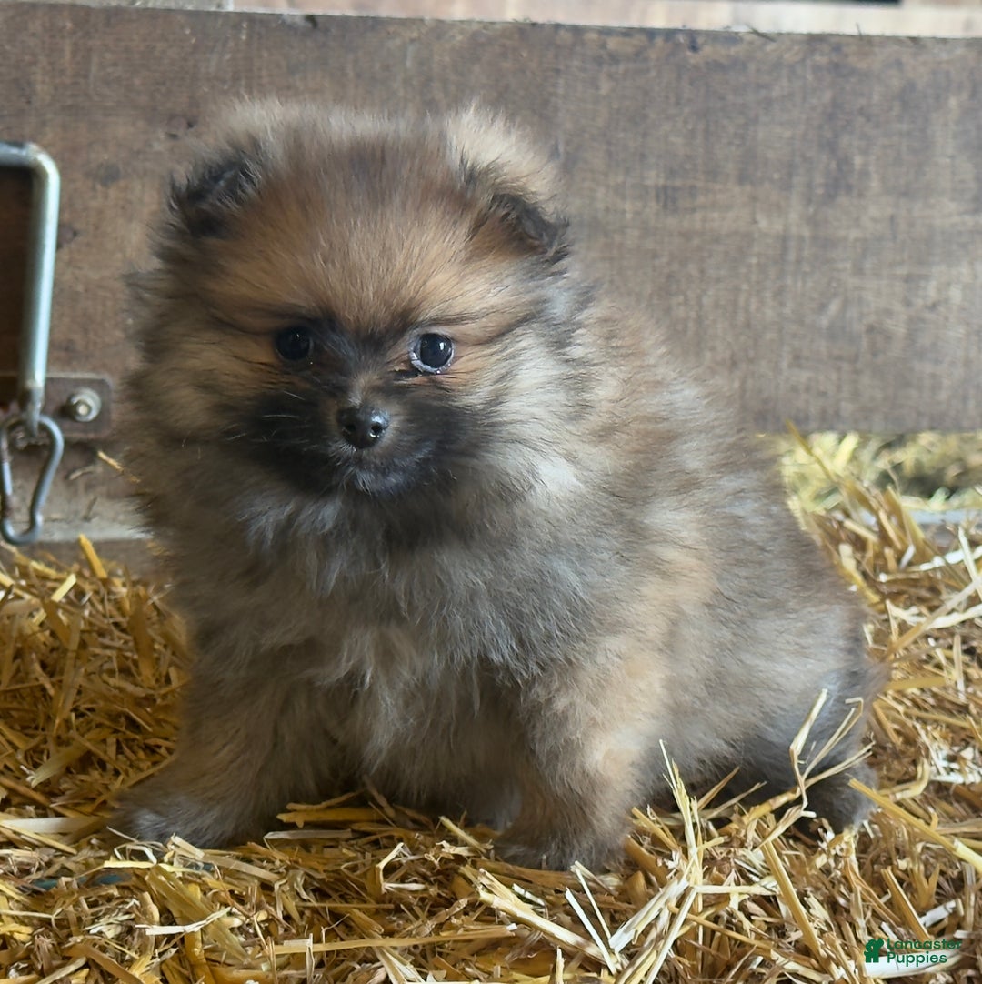 Pomeranian dogs for sale: Ellis - Ad 6