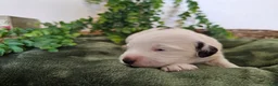 Mini Goldendoodle dogs for sale: Lily - Ad 5