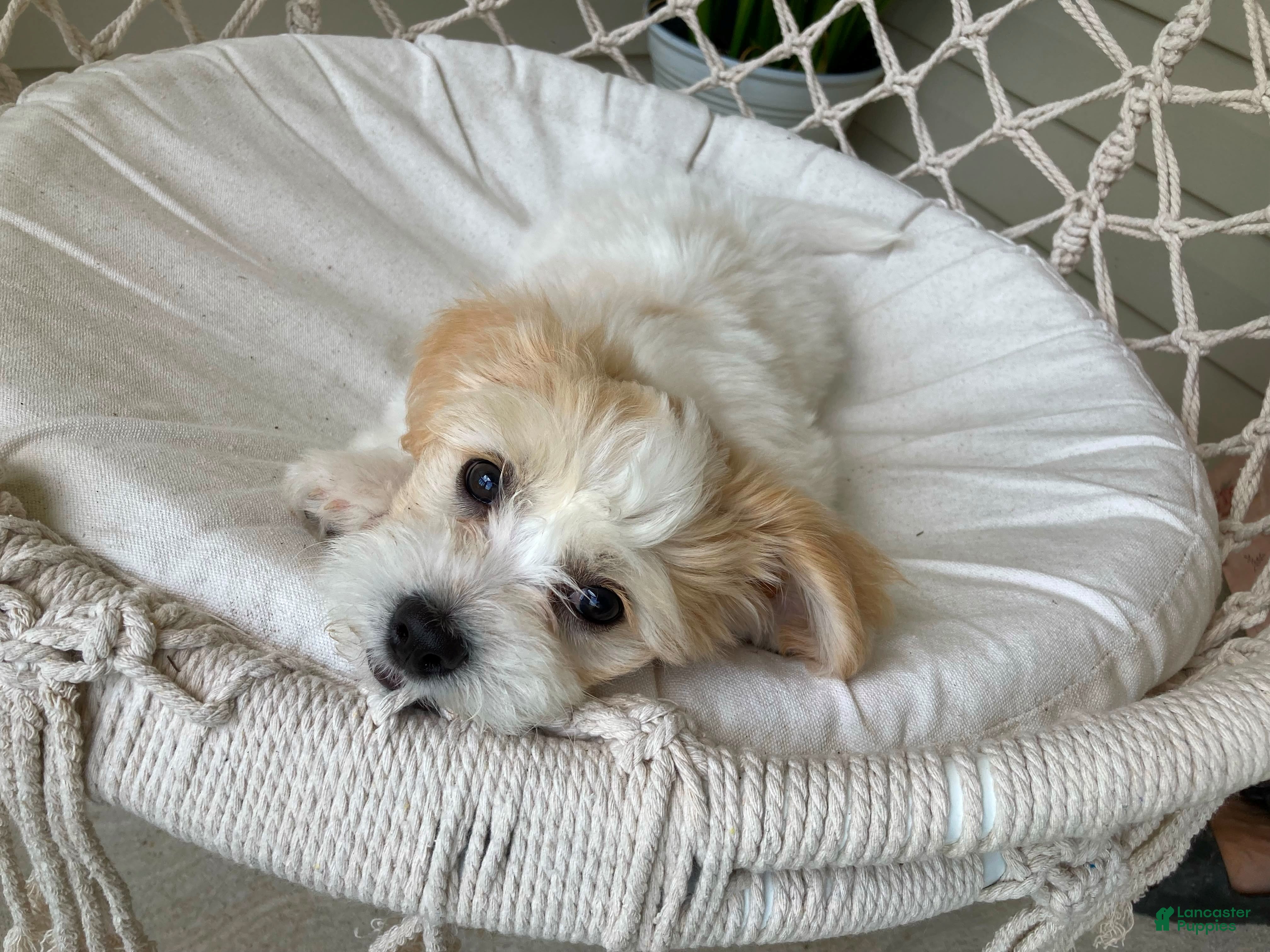 Mixed Breed dogs Willow - Ad 1