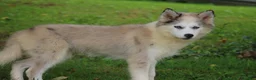 Pomsky dogs for sale: Marshmellow - Ad 8