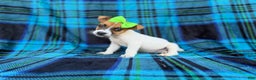 Jack Russell Terrier dogs for sale: Bree - Ad 7