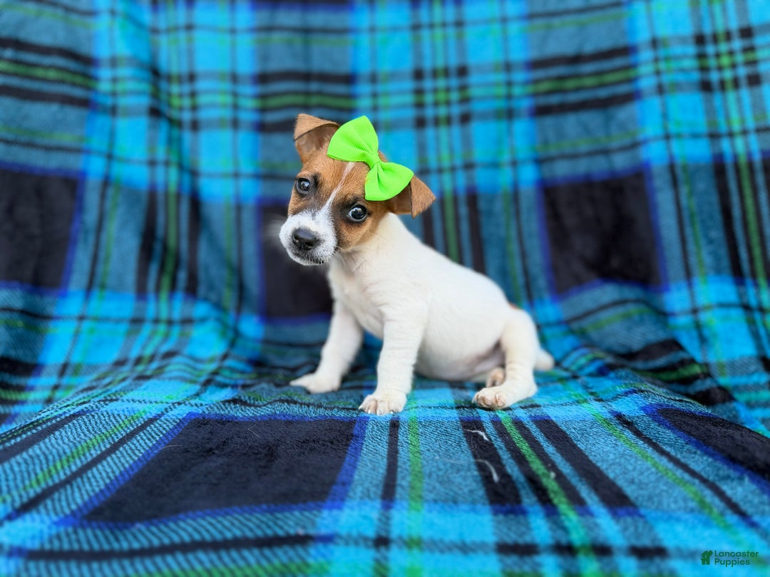 Jack Russell Terrier dogs for sale: Bree - Ad 7