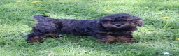Mini Goldendoodle dogs for sale: Dustin - Ad 11