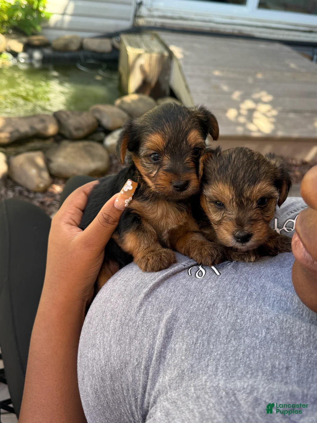 Yorkiepoo dogs for sale: Bo - Ad 2