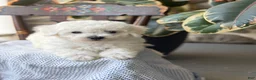 Bichon Frise dogs for sale: Jethro - Ad 16