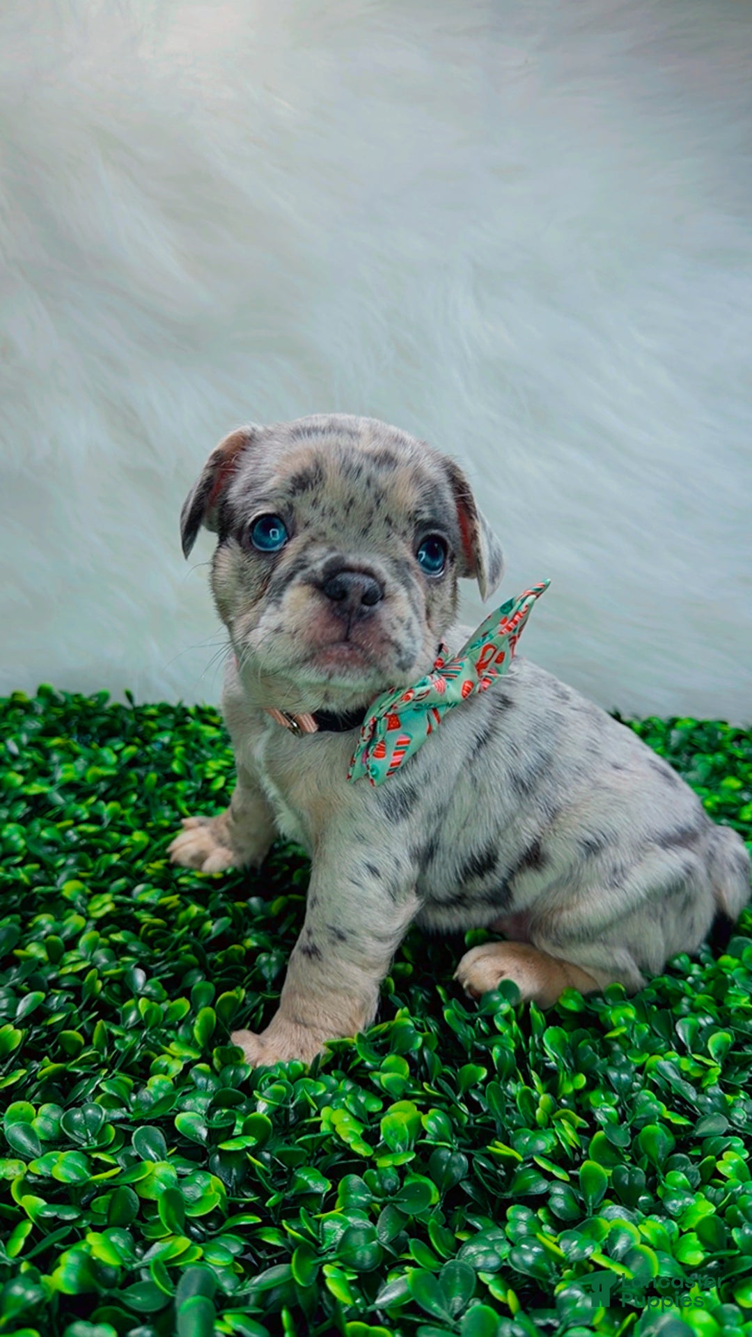 French Bulldog dogs for sale: TIFFANY - Ad 6