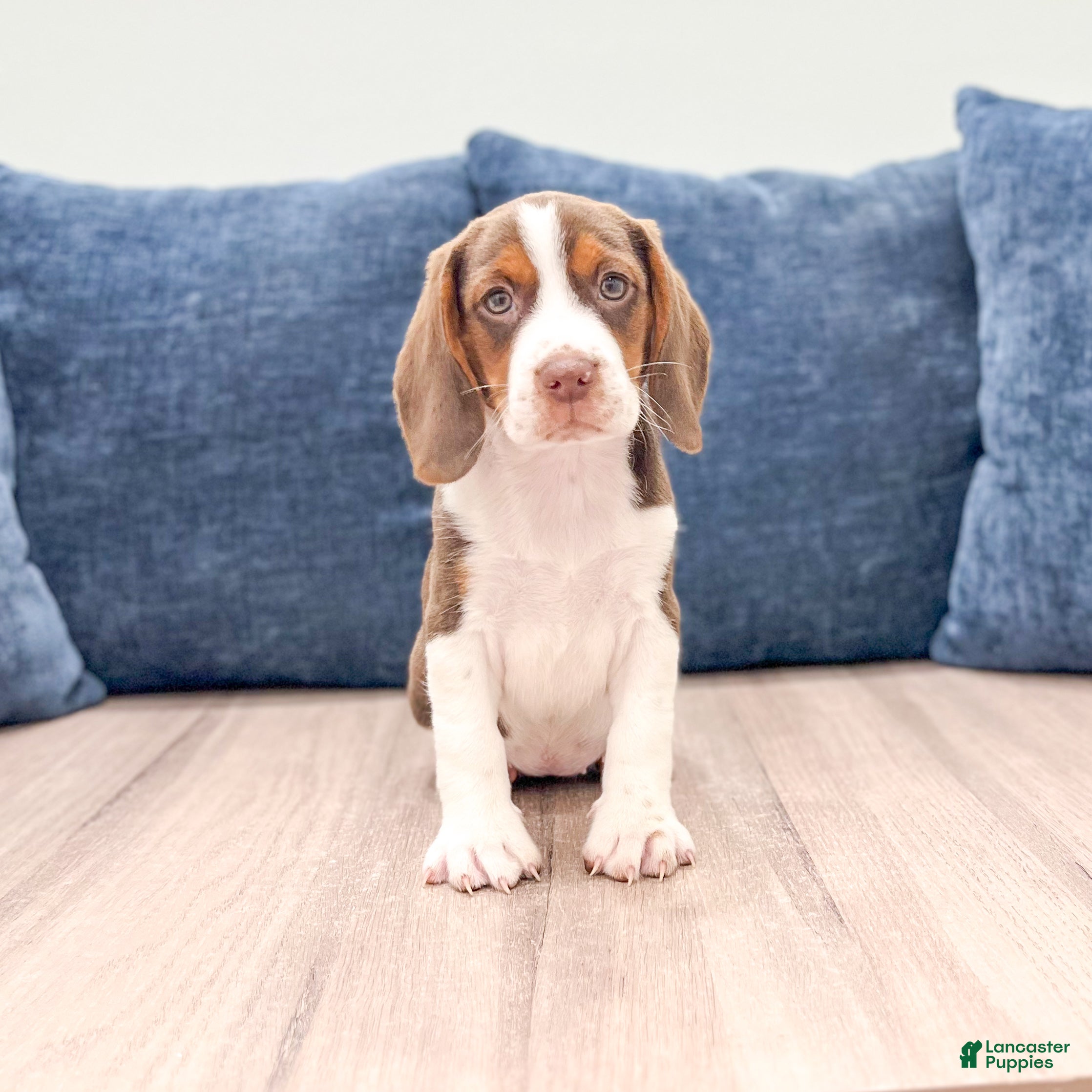 Beagle dogs Daffodil - Ad 1