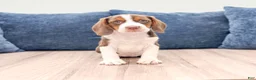 Beagle dogs for sale: Daffodil - Ad 1