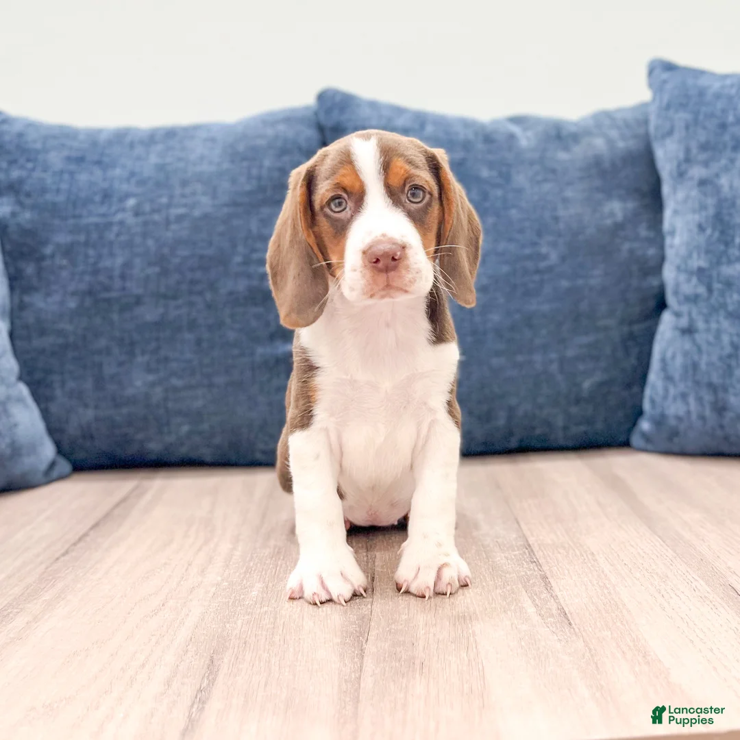 Beagle dogs for sale: Daffodil - Ad 1