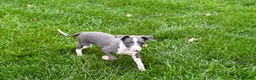Italian Greyhound dogs for sale: Connor  - Ad 11