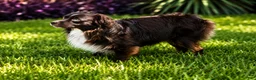 Mixed Breed dogs for sale: Chip - Ad 18