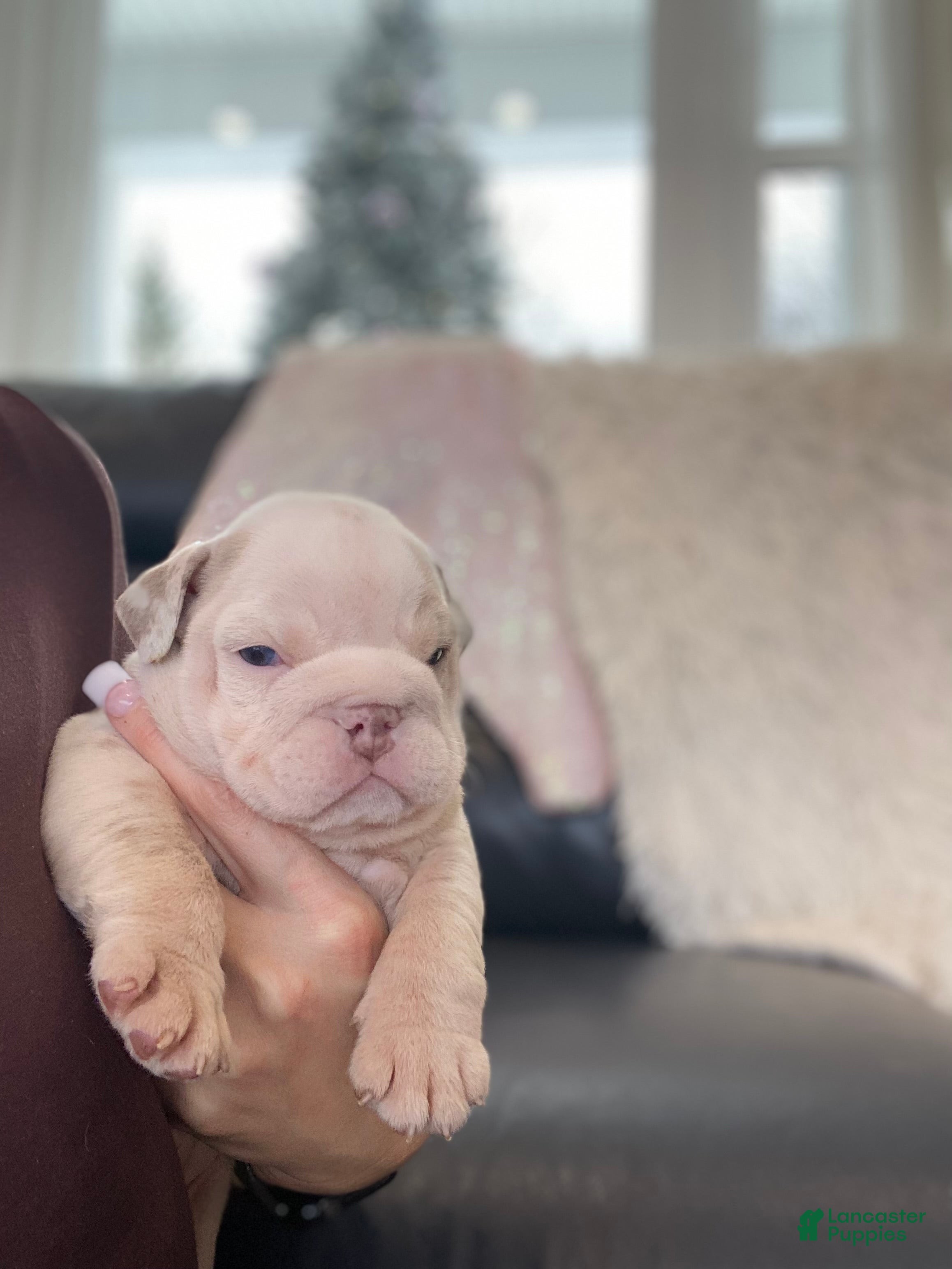 English Bulldog dogs Esmeralda - Ad 35