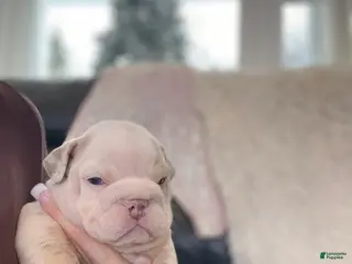 English Bulldog dogs Esmeralda - Ad 35