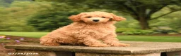 Mini Goldendoodle dogs for sale: Abby - Ad 4