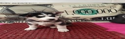 Siberian Husky dogs for sale: Abby - Ad 5