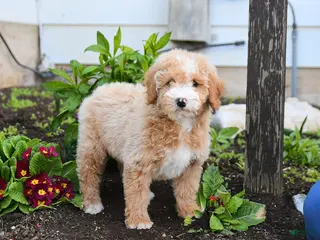 Miniature Labradoodle dogs for sale: Jessie - Ad 2