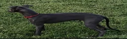 Italian Greyhound dogs for sale: Angelo - Ad 3