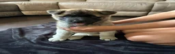 Akita dogs for sale: Akita 4 - Ad 3