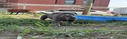 American Bully dogs for sale: Sugar - Ad 5