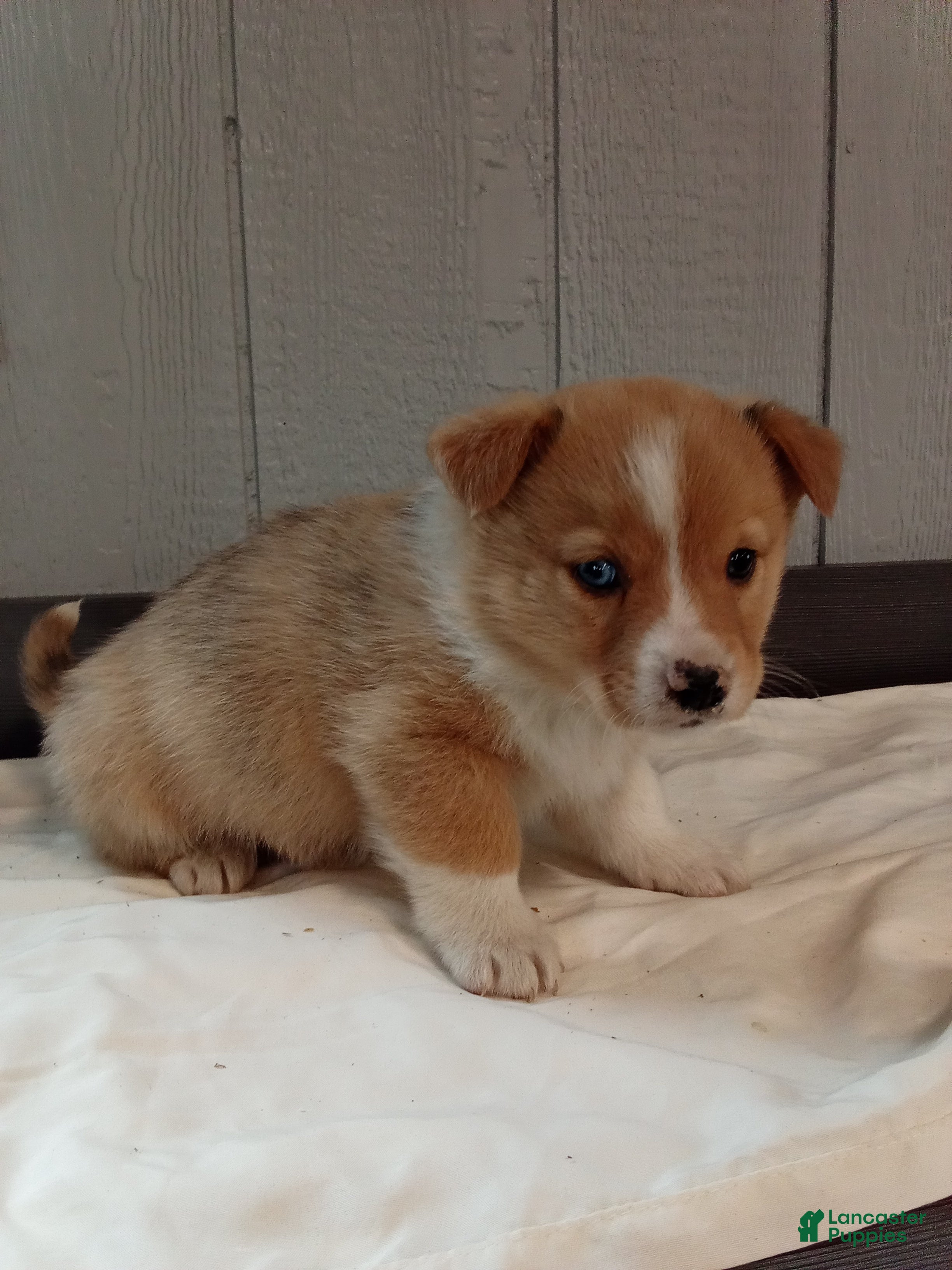 Mixed Breed dogs Oscar - Ad 10