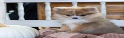 Pomeranian dogs for sale: Jessica - Ad 3