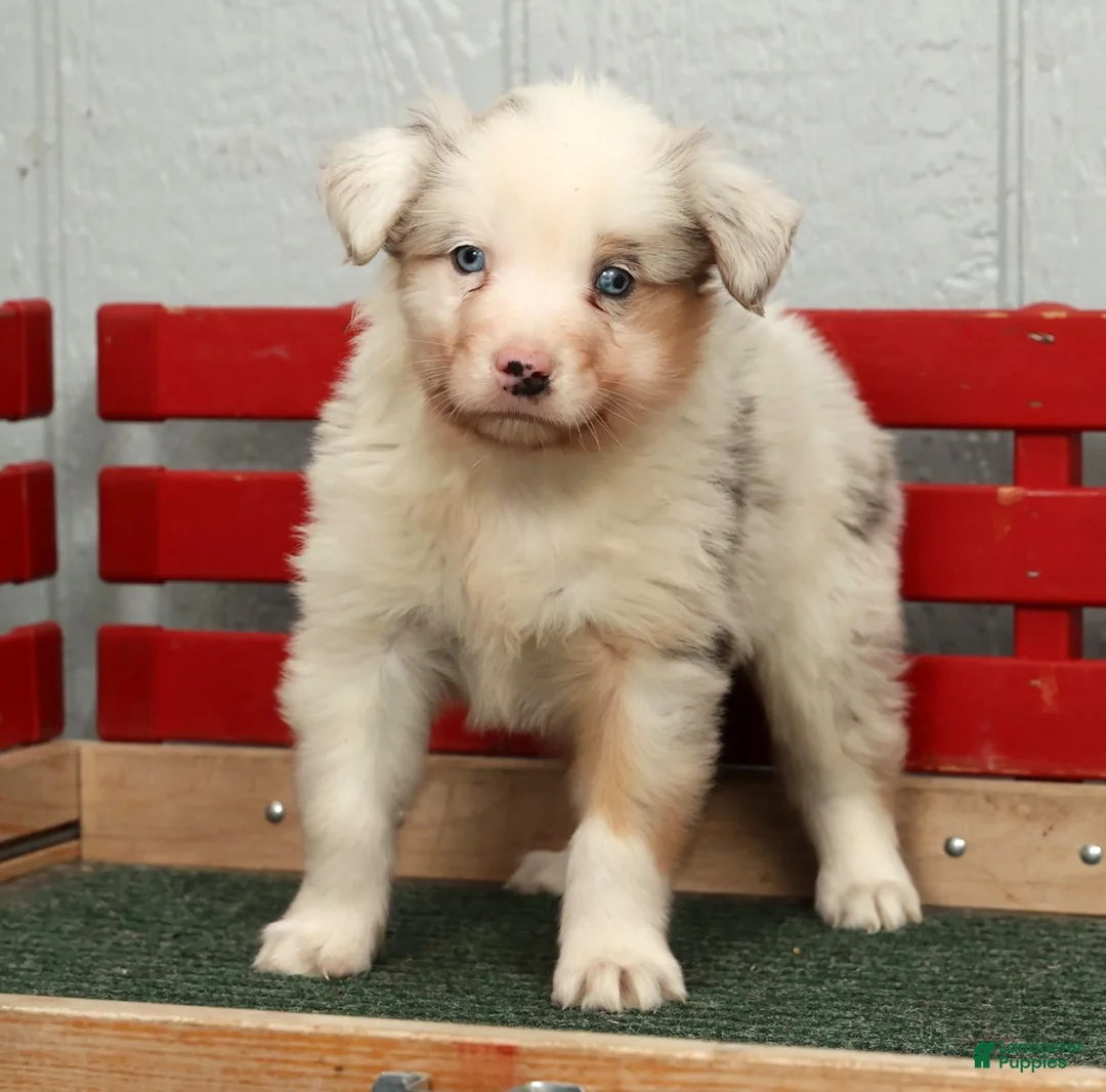Australian Shepherd dogs for sale: Gordy - Ad 7