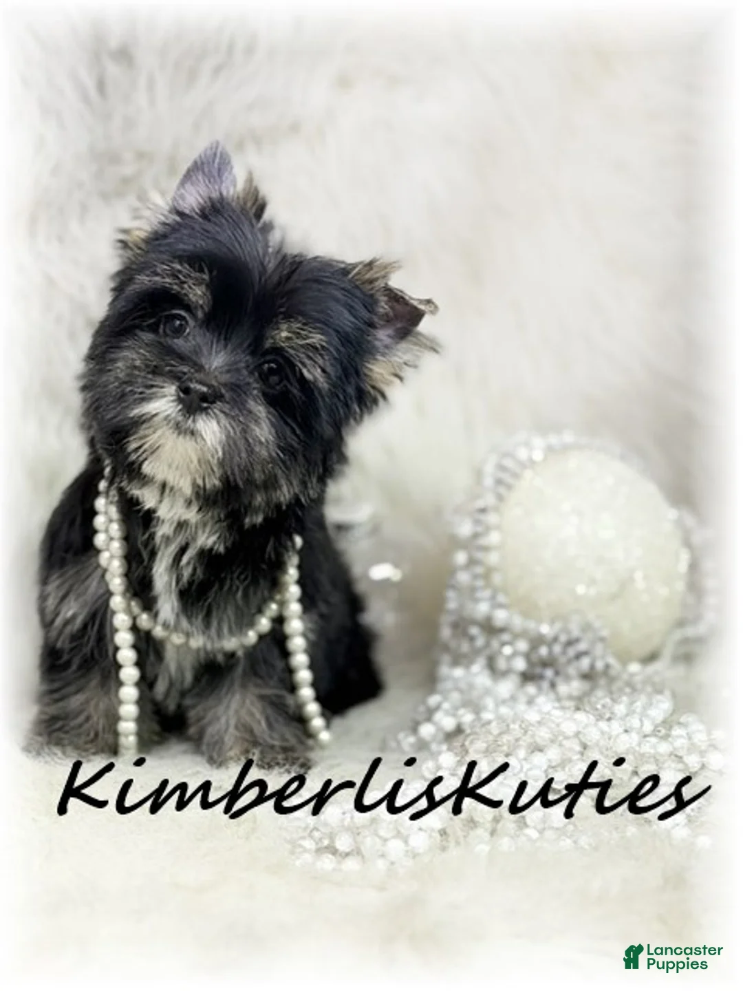 Yorkshire Terrier dogs for sale: Yorkshire Terrier 2 - Ad 3