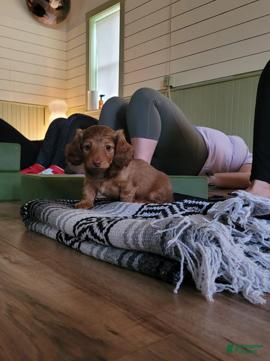 Miniature Dachshund dogs for sale: Rhiannon  - Ad 1