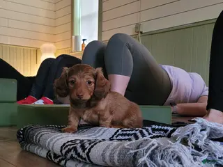 Miniature Dachshund dogs Rhiannon - Ad 11