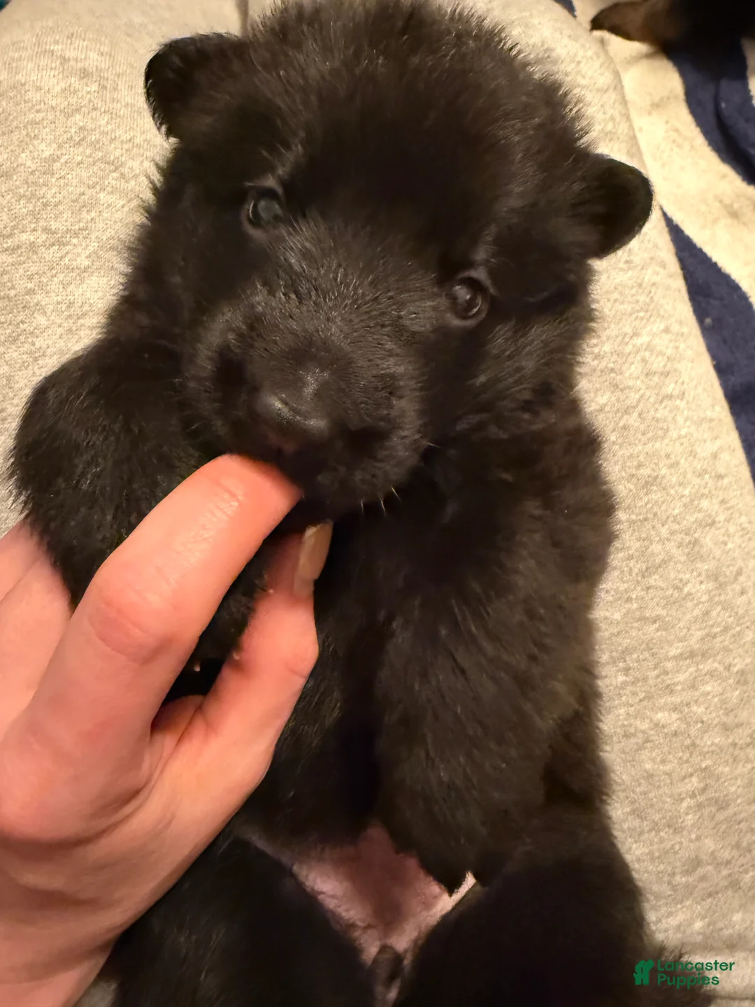 German Shepherd dogs for sale: German Shepherd Puppy 4 : Orange  - Ad 2