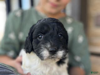 Cockapoo dogs Joy - Ad 39