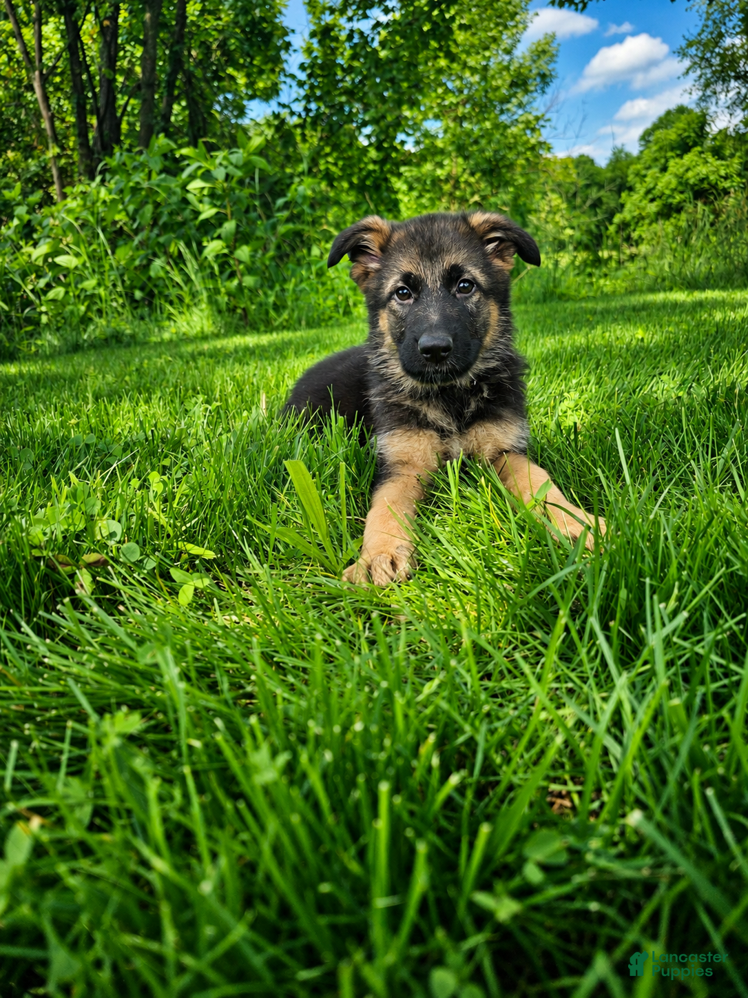 German Shepherd dogs Jack - Ad 2