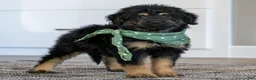 Mini Goldendoodle dogs for sale: Mr. Milo (Mini) - Ad 1
