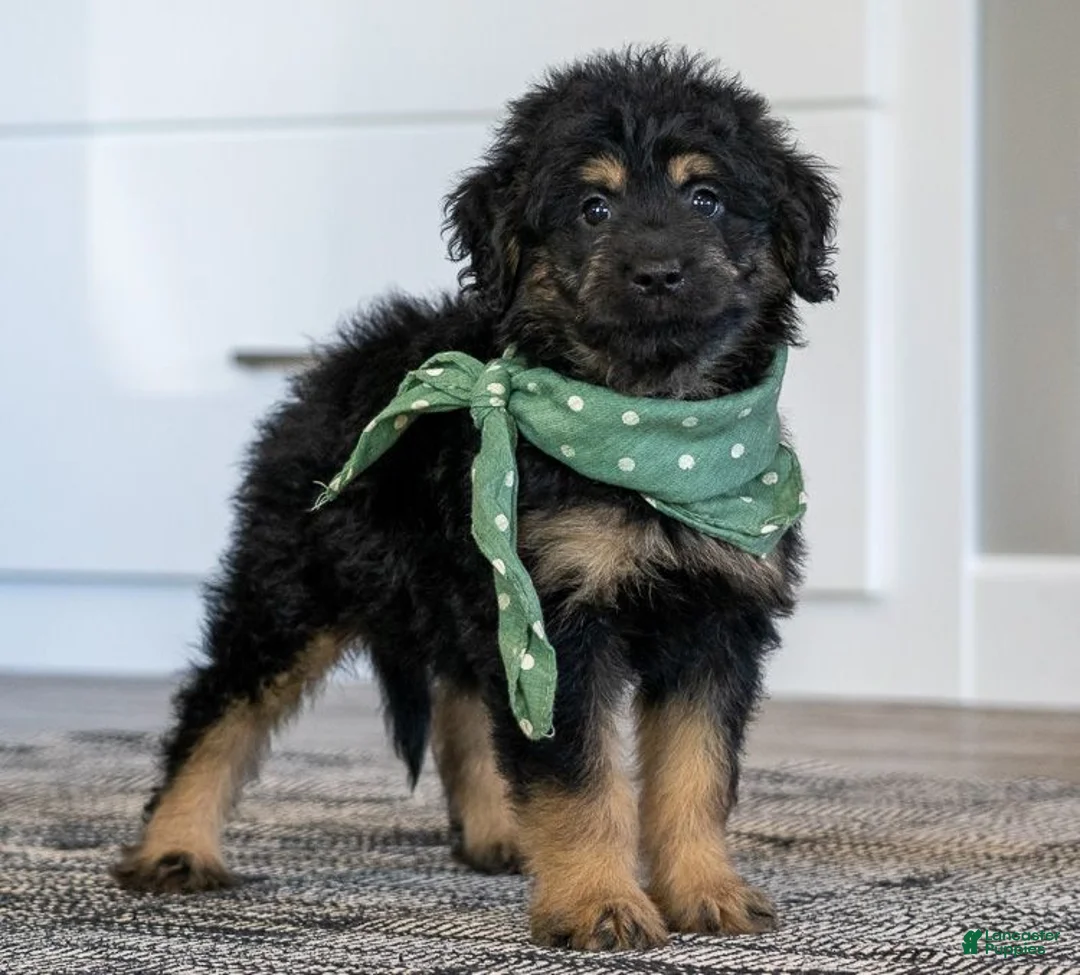 Mini Goldendoodle dogs for sale: Mr. Milo (Mini) - Ad 1