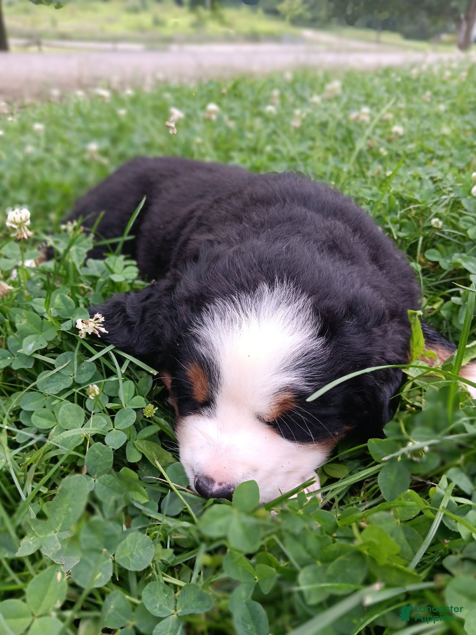 Bernese Mountain Dog dogs Sierra - female - Orange Collar - Ad 2