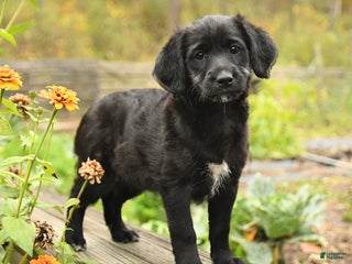 Labradoodle dogs - Ad 1