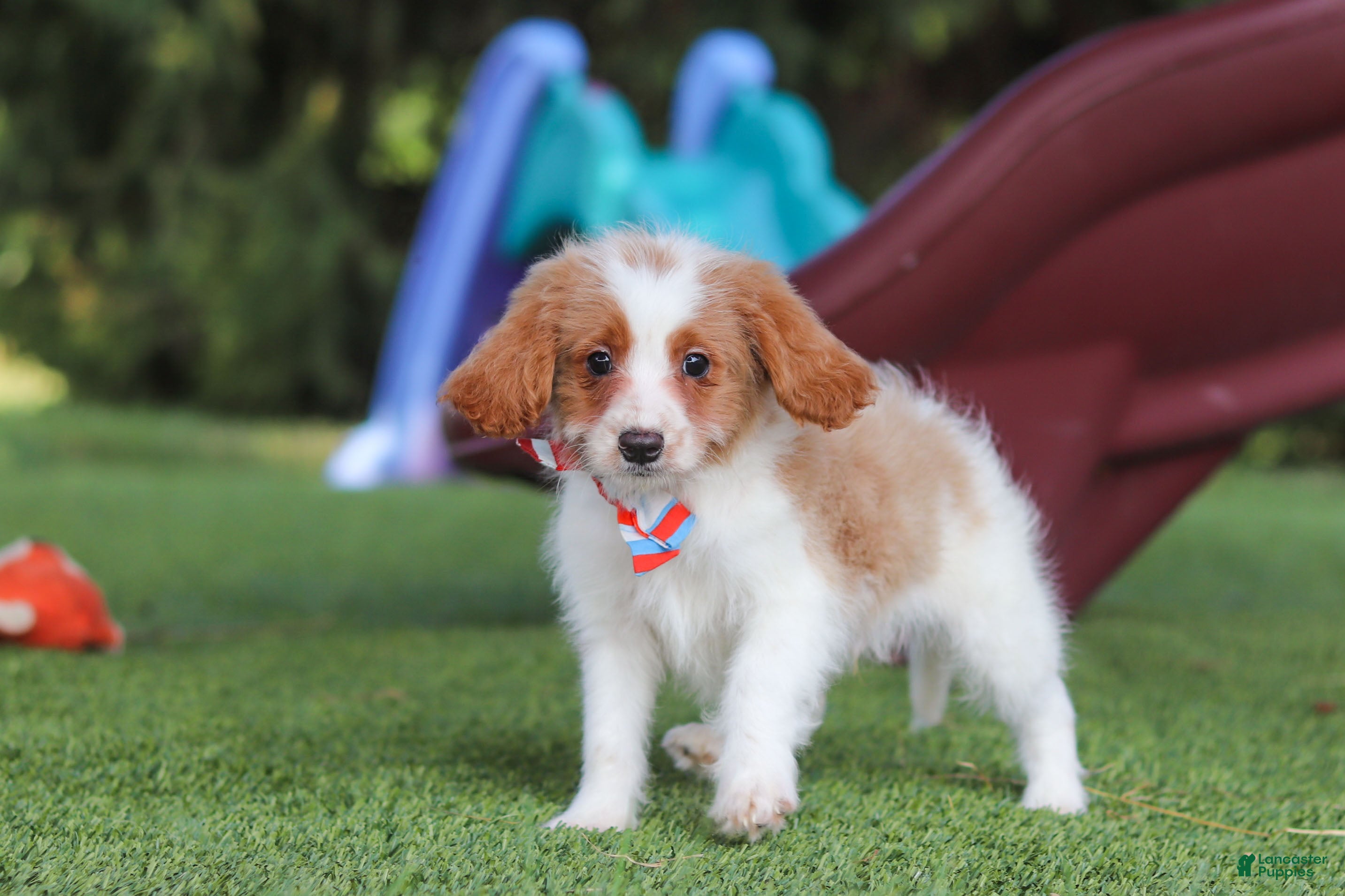 Cavapoo dogs Grey - Ad 2
