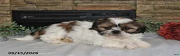 Shih Tzu dogs for sale: Trista - Ad 3