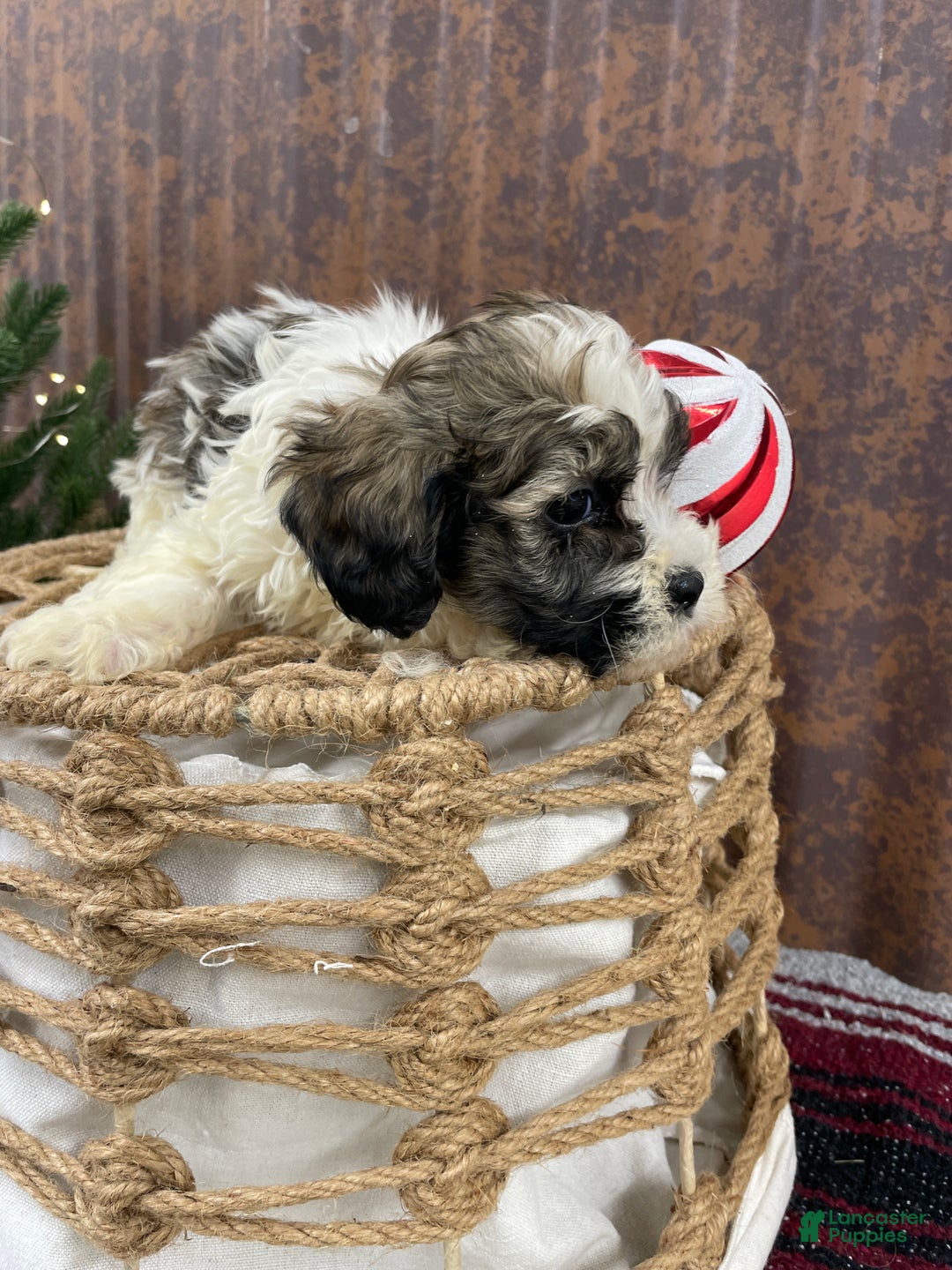 Shihpoo dogs for sale: Cortez - Ad 9