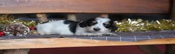 Dachshund dogs for sale: Princess - Ad 18